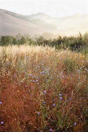 simsearch:400-03923721,k - Field of chicory wildflowers and rolling hills in Tuscany, Italy. Stock Photo - Budget Royalty-Free & Subscription, Code: 400-03923721