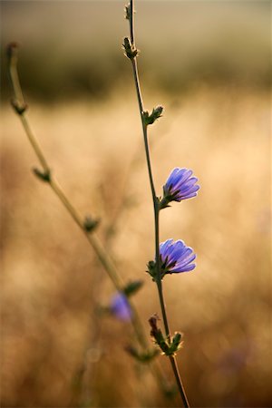 simsearch:400-03923721,k - Close-up of chicory wildflower in field in Tuscany, Italy. Foto de stock - Super Valor sin royalties y Suscripción, Código: 400-03923722