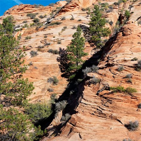 simsearch:400-03948680,k - Rocky desert cliff dotted with pine trees in Zion National Park, Utah. Foto de stock - Super Valor sin royalties y Suscripción, Código: 400-03923823