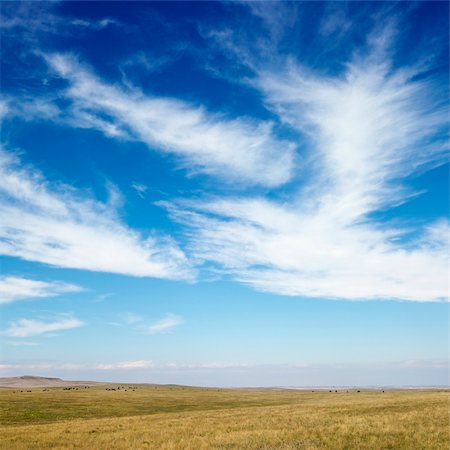 Sky scene of golden field and wispy cirrus clouds. Stock Photo - Budget Royalty-Free & Subscription, Code: 400-03923890