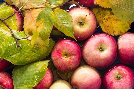 simsearch:400-03939805,k - colorful image of fresh autumn red apples  in water Photographie de stock - Aubaine LD & Abonnement, Code: 400-03934043