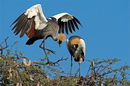 Displaying crowned cranes (Balearica regulorum), Hwange National Park, Zimbabwe, southern Africa Stock Photo - Budget Royalty-Free & Subscription, Code: 400-03934150