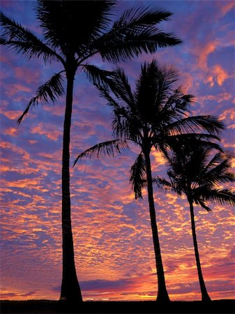 simsearch:400-05097850,k - Palm trees on the beach at sunset Stockbilder - Microstock & Abonnement, Bildnummer: 400-03934417