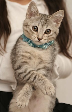 Sight of a small grey kitten Stockbilder - Microstock & Abonnement, Bildnummer: 400-03934589