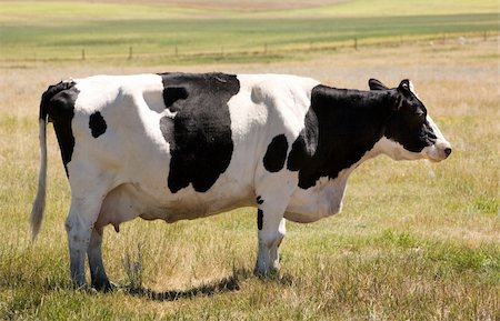 A holstein cow standing calmly in the grass looking at the camera with a sly look :) Photographie de stock - Aubaine LD & Abonnement, Code: 400-03934707