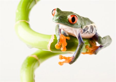 simsearch:400-06077507,k - Frog - small animal with smooth skin and long legs that are used for jumping. Frogs live in or near water. / The Agalychnis callidryas, commonly know as the Red-eyed tree Frog is a small (50-75 mm / 2-3 inches) tree frog native to rainforests of Central America. Stockbilder - Microstock & Abonnement, Bildnummer: 400-03934805