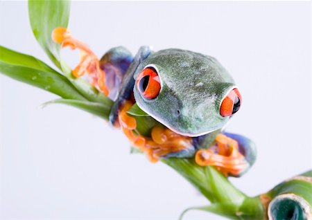simsearch:400-06077507,k - Frog - small animal with smooth skin and long legs that are used for jumping. Frogs live in or near water. / The Agalychnis callidryas, commonly know as the Red-eyed tree Frog is a small (50-75 mm / 2-3 inches) tree frog native to rainforests of Central America. Stockbilder - Microstock & Abonnement, Bildnummer: 400-03934806