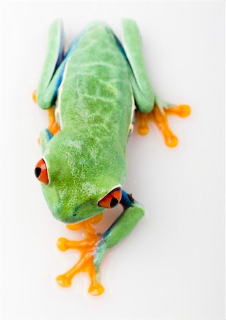 simsearch:400-06077507,k - Frog - small animal with smooth skin and long legs that are used for jumping. Frogs live in or near water. / The Agalychnis callidryas, commonly know as the Red-eyed tree Frog is a small (50-75 mm / 2-3 inches) tree frog native to rainforests of Central America. Stockbilder - Microstock & Abonnement, Bildnummer: 400-03934807