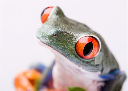 simsearch:400-06077507,k - Frog - small animal with smooth skin and long legs that are used for jumping. Frogs live in or near water. / The Agalychnis callidryas, commonly know as the Red-eyed tree Frog is a small (50-75 mm / 2-3 inches) tree frog native to rainforests of Central America. Stockbilder - Microstock & Abonnement, Bildnummer: 400-03934808