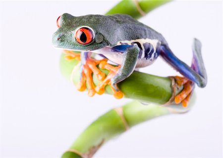simsearch:400-06077507,k - Frog - small animal with smooth skin and long legs that are used for jumping. Frogs live in or near water. / The Agalychnis callidryas, commonly know as the Red-eyed tree Frog is a small (50-75 mm / 2-3 inches) tree frog native to rainforests of Central America. Stockbilder - Microstock & Abonnement, Bildnummer: 400-03934809