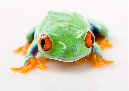 Frog - small animal with smooth skin and long legs that are used for jumping. Frogs live in or near water. / The Agalychnis callidryas, commonly know as the Red-eyed tree Frog is a small (50-75 mm / 2-3 inches) tree frog native to rainforests of Central America. Stock Photo - Budget Royalty-Free & Subscription, Code: 400-03934811