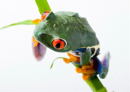 simsearch:400-06077507,k - Frog - small animal with smooth skin and long legs that are used for jumping. Frogs live in or near water. / The Agalychnis callidryas, commonly know as the Red-eyed tree Frog is a small (50-75 mm / 2-3 inches) tree frog native to rainforests of Central America. Stockbilder - Microstock & Abonnement, Bildnummer: 400-03934812