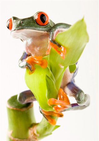 simsearch:400-06077507,k - Frog - small animal with smooth skin and long legs that are used for jumping. Frogs live in or near water. / The Agalychnis callidryas, commonly know as the Red-eyed tree Frog is a small (50-75 mm / 2-3 inches) tree frog native to rainforests of Central America. Stockbilder - Microstock & Abonnement, Bildnummer: 400-03934839