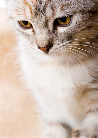 simsearch:6102-03750859,k - Cat - the small furry animal with four legs and a tail; people often keep cats as pets. Stock Photo - Budget Royalty-Free & Subscription, Code: 400-03934848