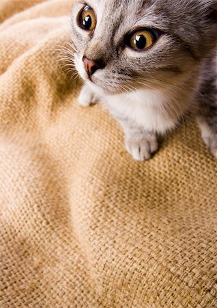 simsearch:6102-03750859,k - Cat - the small furry animal with four legs and a tail; people often keep cats as pets. Stock Photo - Budget Royalty-Free & Subscription, Code: 400-03934850