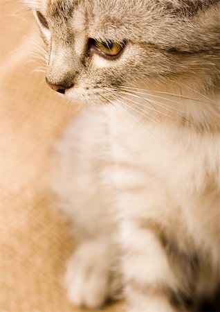 simsearch:6102-03750859,k - Cat - the small furry animal with four legs and a tail; people often keep cats as pets. Stock Photo - Budget Royalty-Free & Subscription, Code: 400-03934851