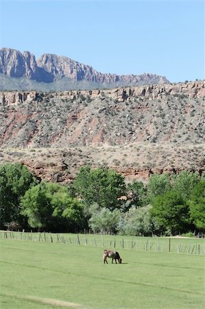 simsearch:400-03957687,k - A lone cow grazes peaceful in front of a beautiful mountain range Photographie de stock - Aubaine LD & Abonnement, Code: 400-03935129