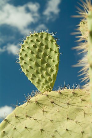 prickly pear - Indian Fig against cloudy blue sky Stock Photo - Budget Royalty-Free & Subscription, Code: 400-03935154
