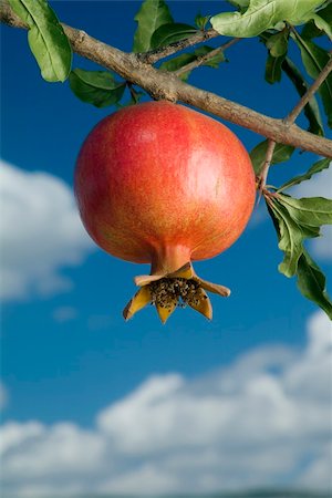 pomegranate on branch against cloudy blue sky Photographie de stock - Aubaine LD & Abonnement, Code: 400-03935155
