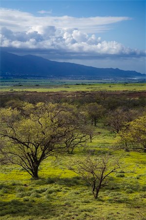 simsearch:400-03921767,k - Landscape with green grass and trees with mountain in background in Maui, Hawaii. Stock Photo - Budget Royalty-Free & Subscription, Code: 400-03935490