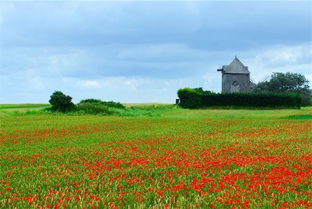 rye (grain) - Landscape of an old windmill in a blooming poppy field in Brittany, France. Stock Photo - Budget Royalty-Free & Subscription, Code: 400-03935565