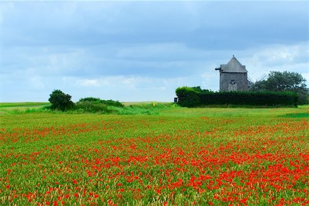 Landscape of an old windmill in a blooming poppy field in Brittany, France. Foto de stock - Super Valor sin royalties y Suscripción, Código: 400-03935565