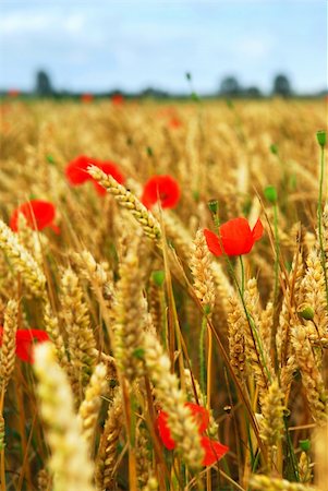 simsearch:841-03030469,k - Red poppies growing in rye grain field Foto de stock - Super Valor sin royalties y Suscripción, Código: 400-03935569