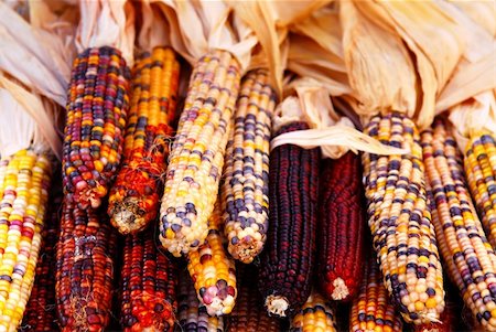Pile of indian corn on farmers market in the fall Stock Photo - Budget Royalty-Free & Subscription, Code: 400-03935561