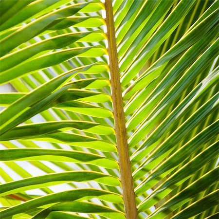 simsearch:600-02200557,k - Close up of palm frond. Fotografie stock - Microstock e Abbonamento, Codice: 400-03935678