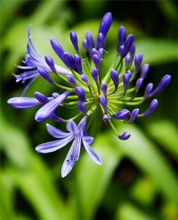 Blooming Lily of the Nile flower. Foto de stock - Super Valor sin royalties y Suscripción, Código: 400-03935755