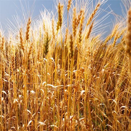 Field of wheat ready for harvest against blue sky. Foto de stock - Super Valor sin royalties y Suscripción, Código: 400-03935794