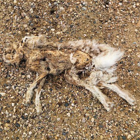 petrified (fossilized) - Dead and decomposed rabbit. Stock Photo - Budget Royalty-Free & Subscription, Code: 400-03935810