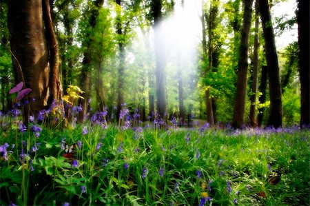 a wood full of bluebells Stock Photo - Budget Royalty-Free & Subscription, Code: 400-03935996