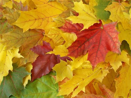 simsearch:400-04651966,k - colorful autumnal maple leaves background Foto de stock - Super Valor sin royalties y Suscripción, Código: 400-03936153