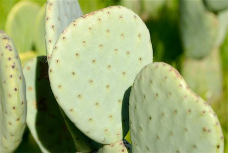 Cactus Fotografie stock - Microstock e Abbonamento, Codice: 400-03936190