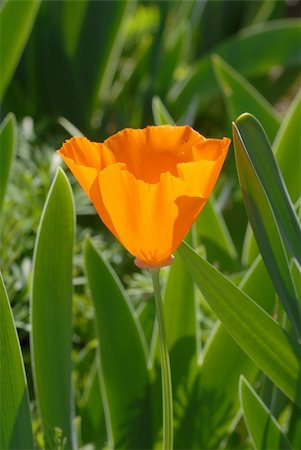 State Flower: California Poppy #72 Fotografie stock - Microstock e Abbonamento, Codice: 400-03936193