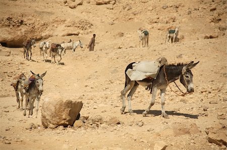 simsearch:400-05120007,k - A line of donkeys working hard near a temple in Luxor - Egypt. Photographie de stock - Aubaine LD & Abonnement, Code: 400-03936275