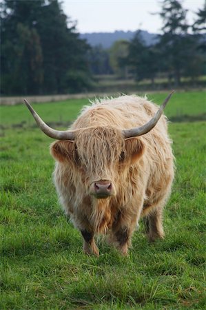 scottish cattle - A large highland bull. Stock Photo - Budget Royalty-Free & Subscription, Code: 400-03936288