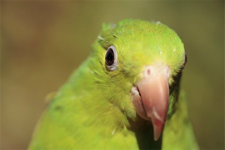 perruche - A green parrot close-up with out of focus background. Photographie de stock - Aubaine LD & Abonnement, Code: 400-03936381