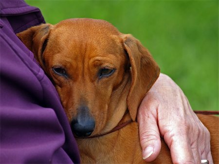 simsearch:400-04446495,k - A much loved Dachshund safe in his owners arms Fotografie stock - Microstock e Abbonamento, Codice: 400-03936382