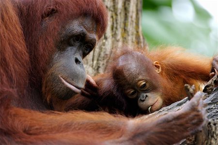Orangutans Photographie de stock - Aubaine LD & Abonnement, Code: 400-03936480
