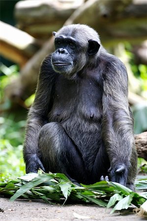 simsearch:400-03937596,k - Chimpanzee Stock Photo - Budget Royalty-Free & Subscription, Code: 400-03936579