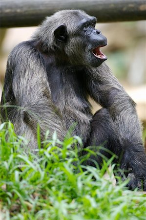 simsearch:400-03937596,k - Chimpanzee Stock Photo - Budget Royalty-Free & Subscription, Code: 400-03936592