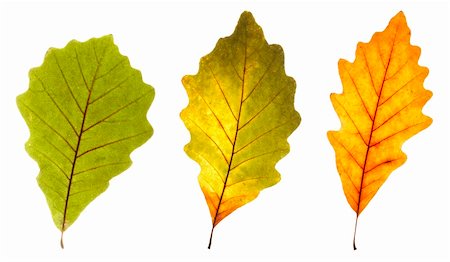 simsearch:400-03936734,k - close up view of three oak leaves with green yellow and mixed colors in between on white background Stockbilder - Microstock & Abonnement, Bildnummer: 400-03936735