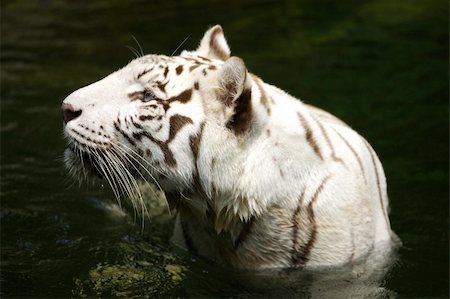 White Tigers Stockbilder - Microstock & Abonnement, Bildnummer: 400-03936731