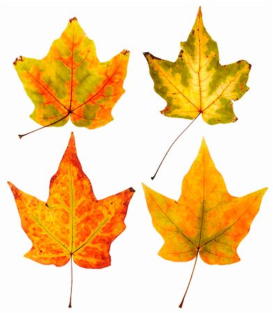 simsearch:400-03936734,k - full resolution close up view of four maple leaves with two colors in each leaf on white background Stockbilder - Microstock & Abonnement, Bildnummer: 400-03936733