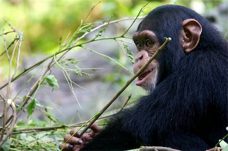 simsearch:400-03937596,k - Chimpanzees Stock Photo - Budget Royalty-Free & Subscription, Code: 400-03936916