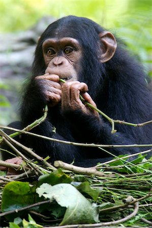 simsearch:400-03937596,k - Chimpanzees Stock Photo - Budget Royalty-Free & Subscription, Code: 400-03936917