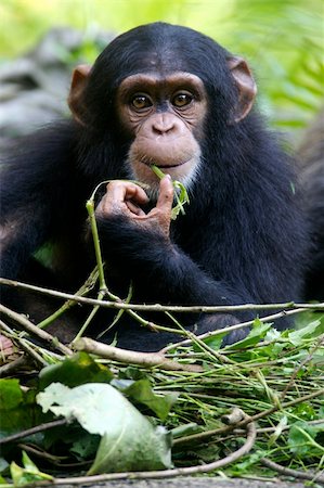 simsearch:400-03937596,k - Chimpanzees Stock Photo - Budget Royalty-Free & Subscription, Code: 400-03936918