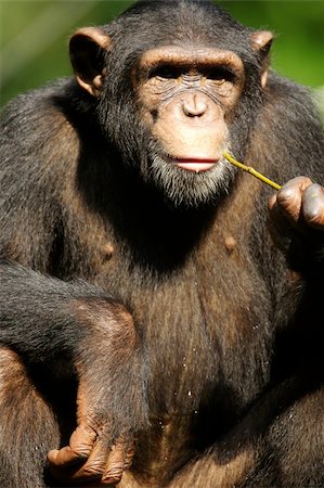 simsearch:400-03937596,k - Chimpanzees Stock Photo - Budget Royalty-Free & Subscription, Code: 400-03936919